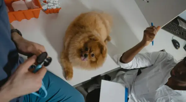 Pomeranian na stole weterynaryjnym, weterynarz sprawdza, ile pies może nie jeść.