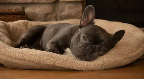Francuski buldog leży na miękkim posłaniu, z lekko uchylonymi powiekami. Czy psy śpią z otwartymi oczami? Ten maluch wygląda, jakby rozważał tę kwestię.