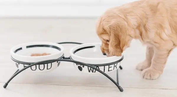 Słodki szczeniak golden retriever pije wodę z miseczki. Od kiedy szczeniaki mogą pić wodę? Od zawsze, gdy tylko zaczną jeść stałe pokarmy!