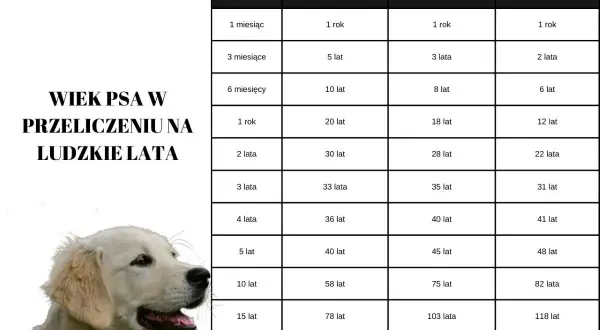 Tabela wieku psa w przeliczeniu na ludzkie lata. Kiedy pies jest seniorem, jego wiek w ludzkich latach zależy od jego wielkości.
