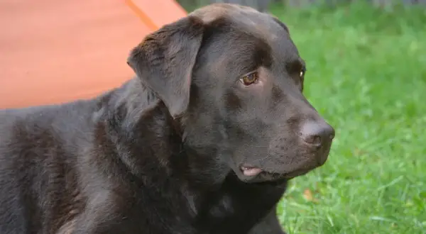 Czekoladowy labrador leży na trawie. Czy labradory są agresywne? Ten łagodny piesek zaprzecza tej teorii.