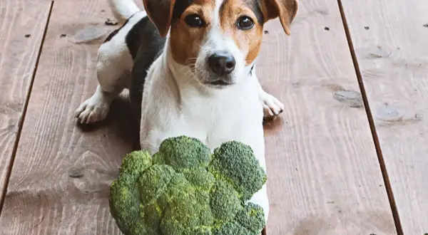 Jack Russell z zaciekawieniem patrzy na brokuły. Czy pies może jeść brokuły? Ten psiak wygląda, jakby chciał się przekonać.
