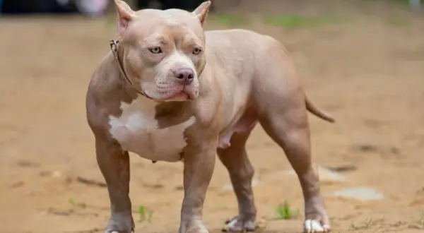 Potężny american bully o beżowym umaszczeniu i białych znaczeniach, z uwagą obserwuje otoczenie. Jego muskularna sylwetka świadczy o sile, a spojrzenie zdradza czujność.