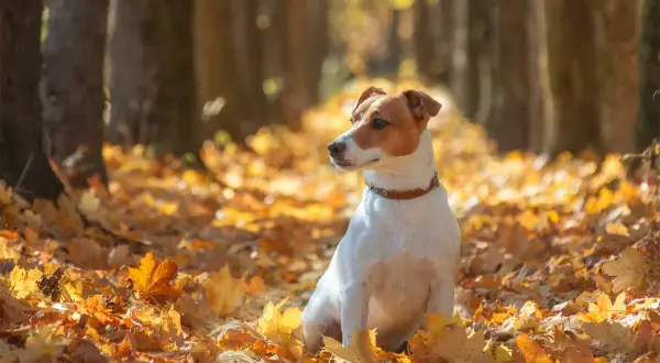 Jesienny spacer z psem wśród liści. Czy pies może jeść kasztany? Ten uroczy Jack Russell Terrier siedzi w złotym dywanie liści, zastanawiając się nad jesiennymi przysmakami.
