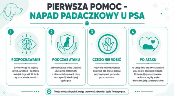 Jak wygląda atak epilepsji u psa: rozpoznawanie, podczas ataku, czego nie robić i po ataku. Poradnik pierwszej pomocy.