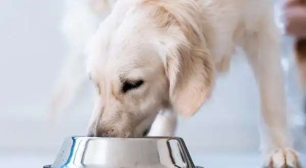 Złoty retriever je z miski. Czy pies może jeść wątróbkę? Tak, ale z umiarem.