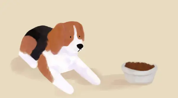 Smutny beagle leży obok miski z karmą, zastanawiając się, dlaczego pies nie chce jeść suchej karmy. Może woli coś innego?