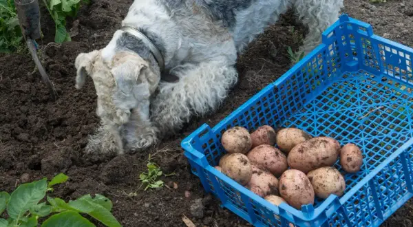 Pies zjadł surowego ziemniaka prosto z ziemi, obok niebieskiej skrzynki pełnej świeżo wykopanych bulw.