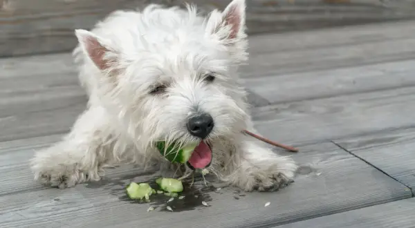 Biały piesek westie z apetytem gryzie ogórka, sprawdzając, czy pies może jeść ogórki. Wokół rozsypane kawałki.