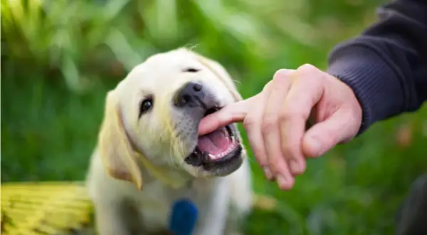 Szczeniak labradora delikatnie podgryza palec, ucząc się, dlaczego pies podgryza przednimi zębami.