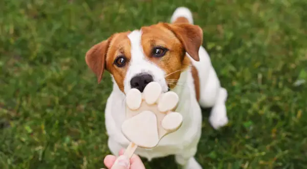 Czy psy mogą jeść lody? Ten uroczy Jack Russell Terrier z pewnością myśli, że tak, gdy próbuje ugryźć lodowy przysmak w kształcie łapki.