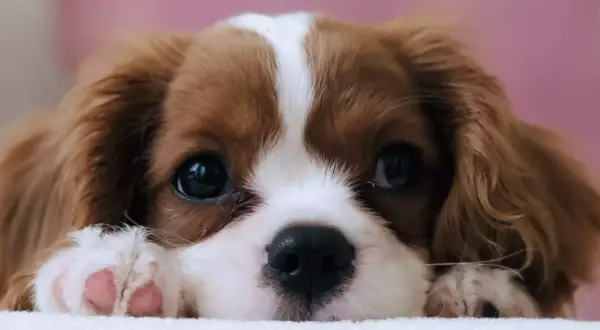 Uroczy Cavalier King Charles Spaniel, jedna z najspokojniejszych ras psów, zapatrzony w obiektyw.