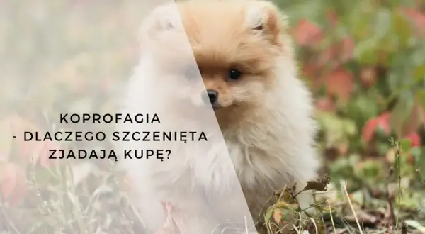 Uroczy szczeniak pomeranian, który może mieć skłonność do koprologii – dlaczego szczenięta zjadają kupę?