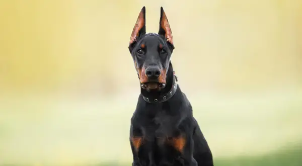 Doberman z postawionymi uszami, które nie są poddane obcinaniu uszu psom.