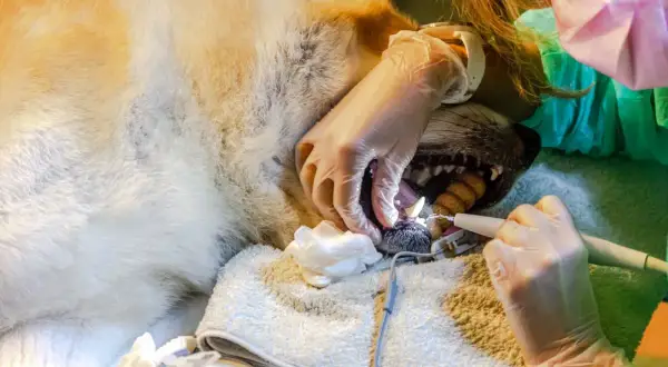 Weterynarz usuwa kamień nazębny u psa. Zabieg ten, choć konieczny, wiąże się z ryzykiem.