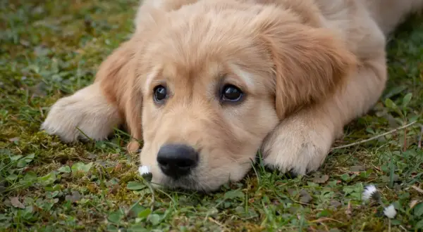 Uroczy szczeniak golden retriever leży na trawie, obok małego kwiatka. To idealny moment, by poznać ciekawostki o psach!