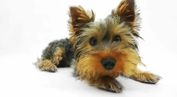 Mały yorkshire terrier leży na białym tle, jego oczy są szeroko otwarte, jakby przeżywał atak paniki u psa.