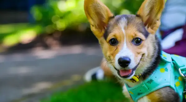 Uśmiechnięty corgi w szelkach z ananasami. Dbałość o jego układ pokarmowy psa to podstawa zdrowia.