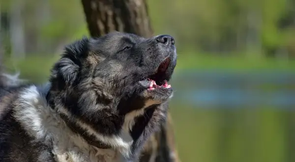 Głośne szczekanie dużego psa, który stoi przy drzewie. W tle widać wodę i zieleń.