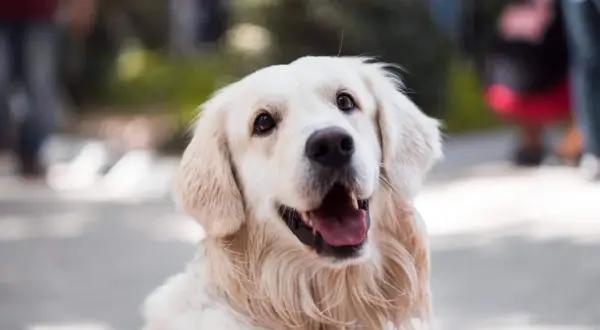 Uśmiechnięty golden retriever z otwartym pyskiem, jakby zastanawiał się, dlaczego pies boi się wszystkiego.
