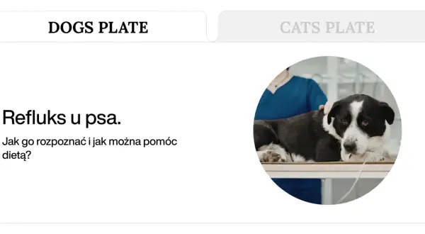 Pies z refluksem na stole weterynaryjnym. Domowe sposoby na refluks u psa i jak mu pomóc dietą.