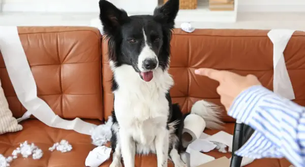 Pies niszczy w domu, siedząc na kanapie wśród porozrzucanego papieru toaletowego. Właściciel wskazuje palcem na winowajcę.