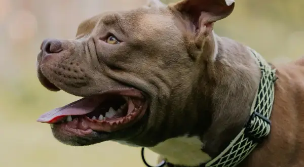 Brązowy pies rasy pitbull z otwartym pyskiem i wystawionym językiem, dyszy po biegu.