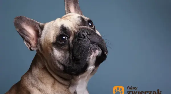 Uroczy buldog francuski z zaciekawieniem spogląda w górę. Jego waga jest idealna, by być przytulnym towarzyszem.