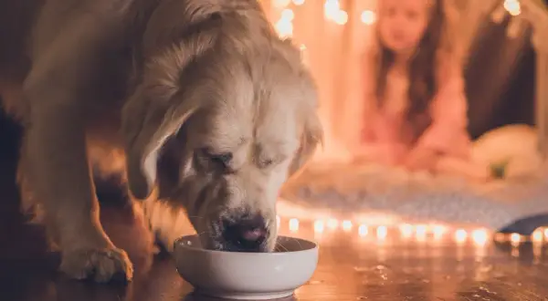 Złoty retriever pije z miski, a w tle dziewczynka w namiocie. Czy pies może pić wodę mineralną? To pytanie nurtuje wielu właścicieli.