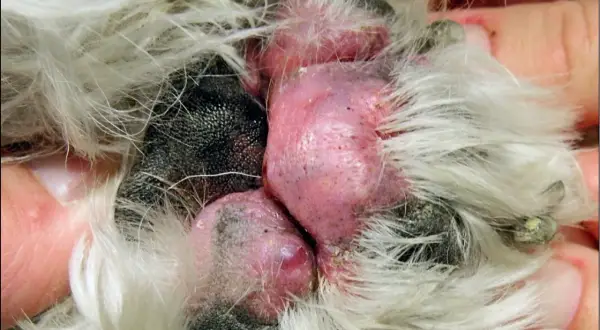 Zapalenie opuszek łap u psa (pododermatitis) objawia się zaczerwienieniem i obrzękiem.