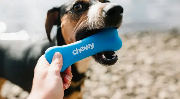 Pies z zapałem gryzie niebieską zabawkę w kształcie kości z napisem "chewy". To świetna alternatywa, jeśli zastanawiasz się, jakie kości mogą jeść psy.