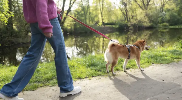 Spacer po parku. Pies ciągnie do innych psów, wesoło machając ogonem.