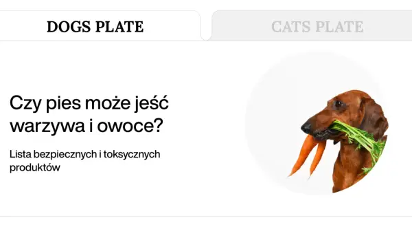 Jamnik z marchewką w pysku. Czy pies może jeść ludzkiego jedzenia? Lista bezpiecznych produktów.