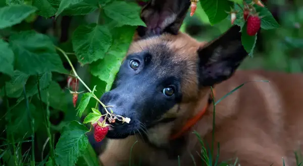 Szczeniak belgijskiego owczarka malinois próbuje maliny prosto z krzaka, zastanawiając się, czy psy mogą jeść maliny.