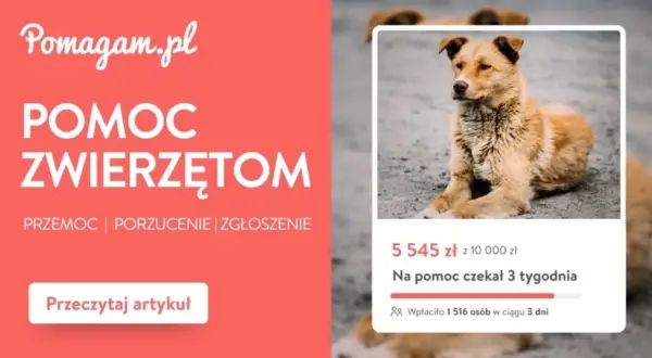 Pomoc dla zwierząt na Pomagam.pl. Zgłoś przypadek porzucenia lub przemocy. Pies czekał na pomoc 3 tygodnie.