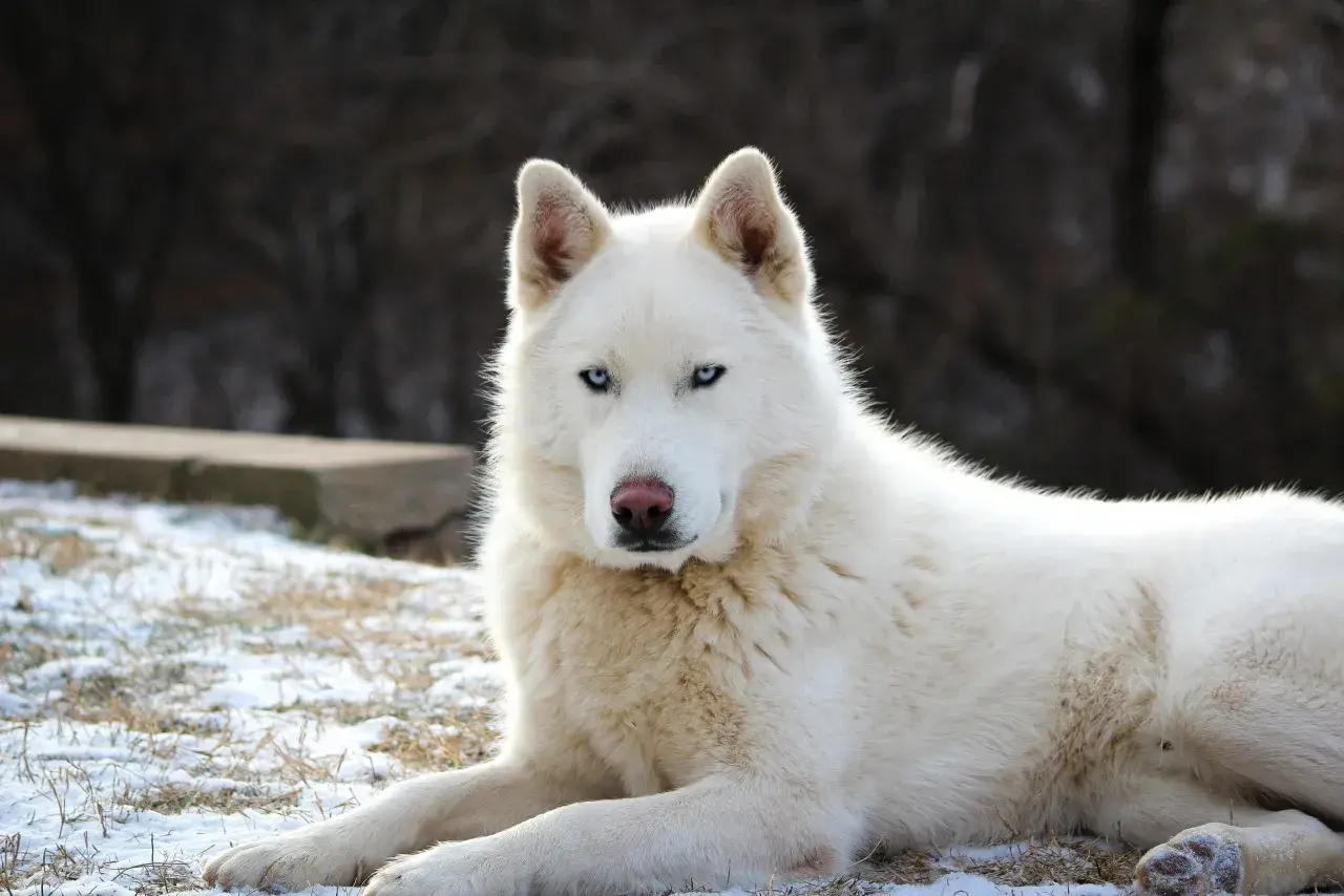 Biały husky o niebieskich oczach, najsłodszy pies na świecie, leży na śniegu.