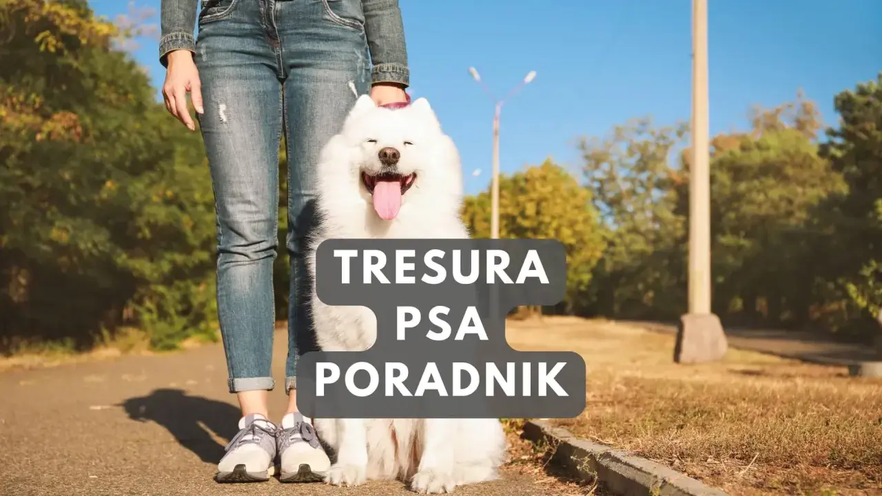 Szczęśliwy biały pies siedzi obok właściciela. Poradnik "Tresura psa" pomoże Ci jak wychować psa.
