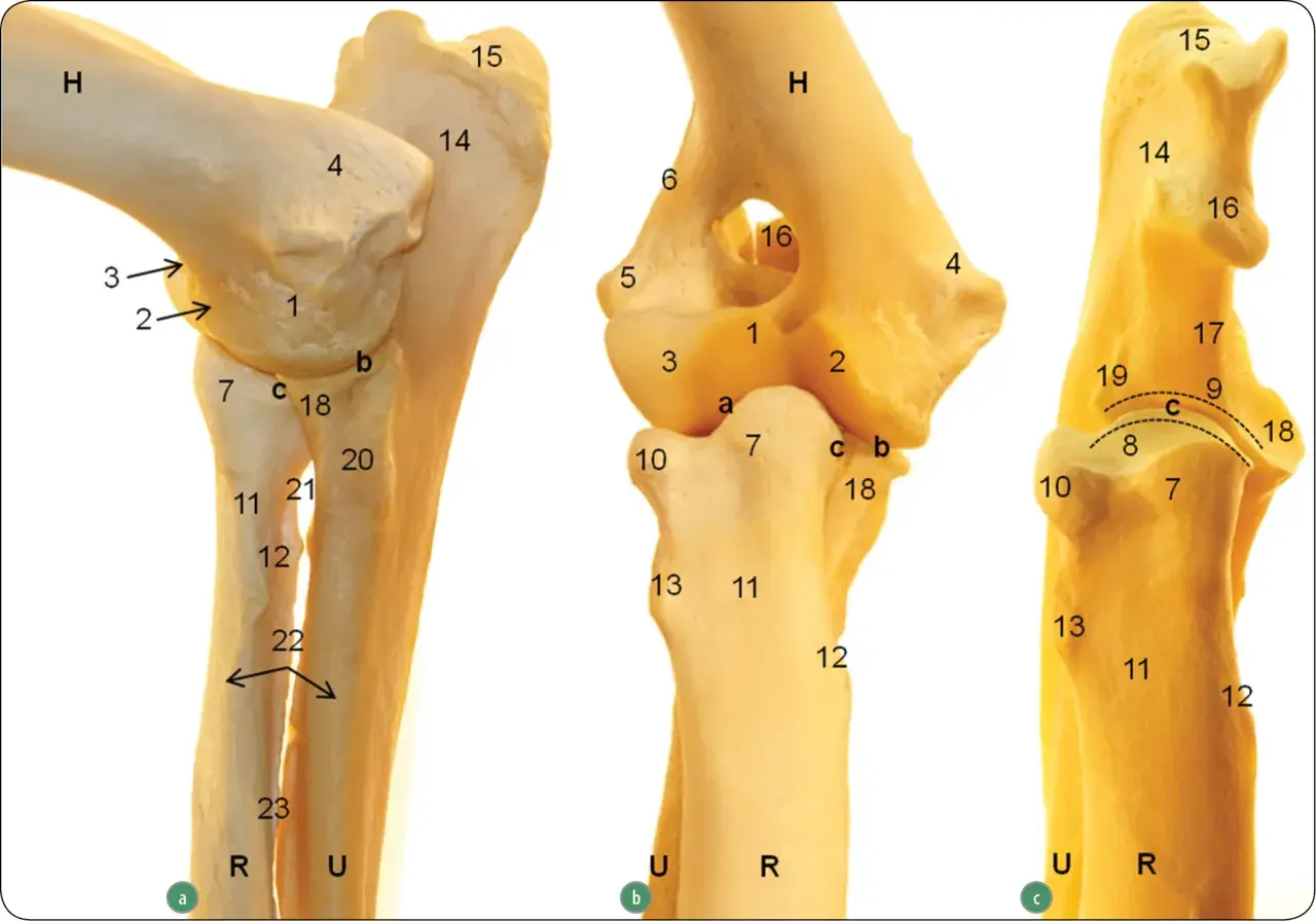 Anatomia stawu łokciowego psa, z zaznaczonymi strukturami, które mogą być dotknięte przez dysplazję stawu łokciowego.