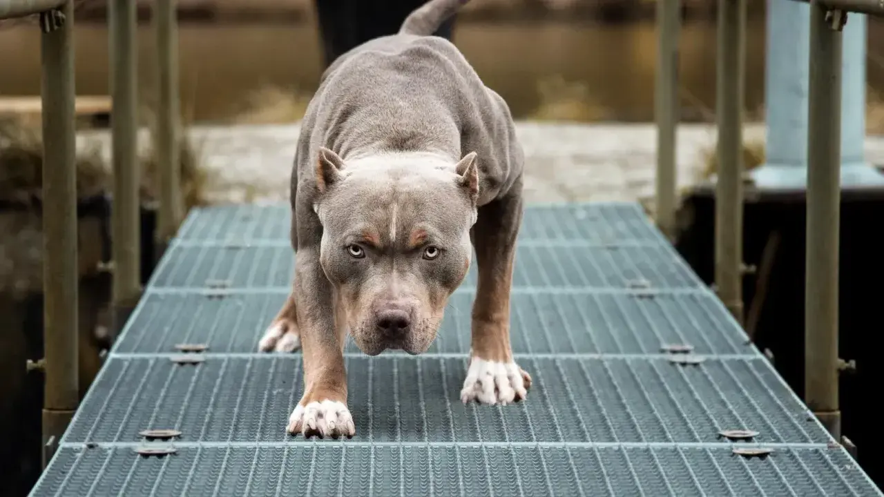 Potężny amstaff na metalowej kładce. Czy amstaff jest na liście psów agresywnych? Ten pies wygląda groźnie, ale jego zachowanie zależy od wychowania.