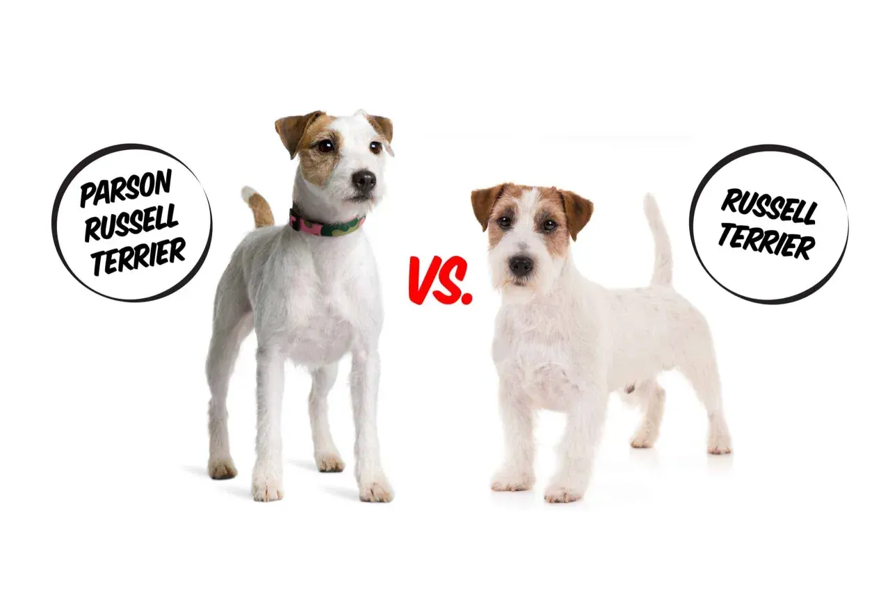 Parson Russell Terrier vs. Jack Russell Terrier: porównanie dwóch ras psów. Różnice w budowie i wyglądzie.