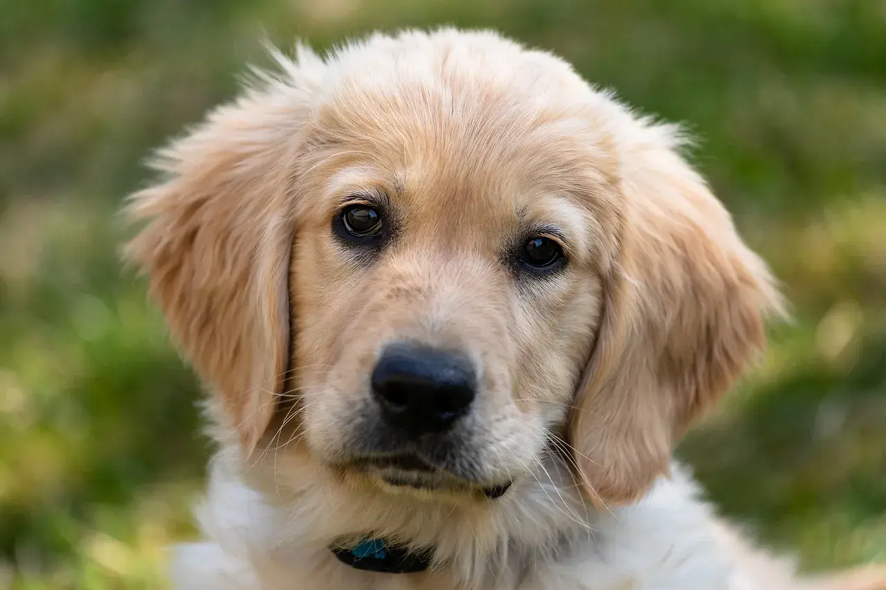 Uroczy szczeniak golden retriever z bujnymi, złotymi włosami, patrzący w obiektyw.