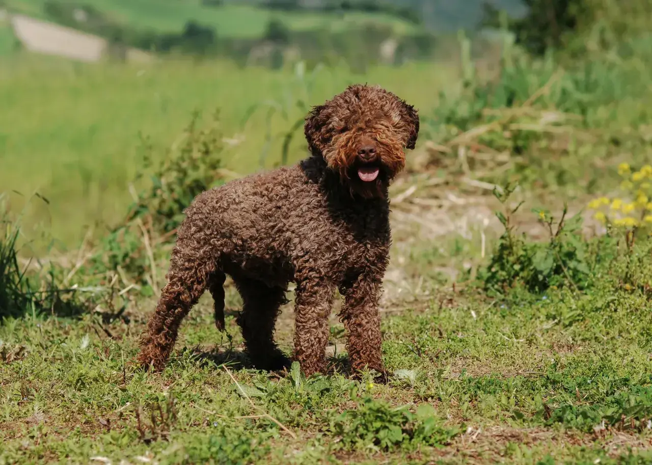 Brązowy lagotto romagnolo z kręconą sierścią, radosny, wesoły, w trawie.