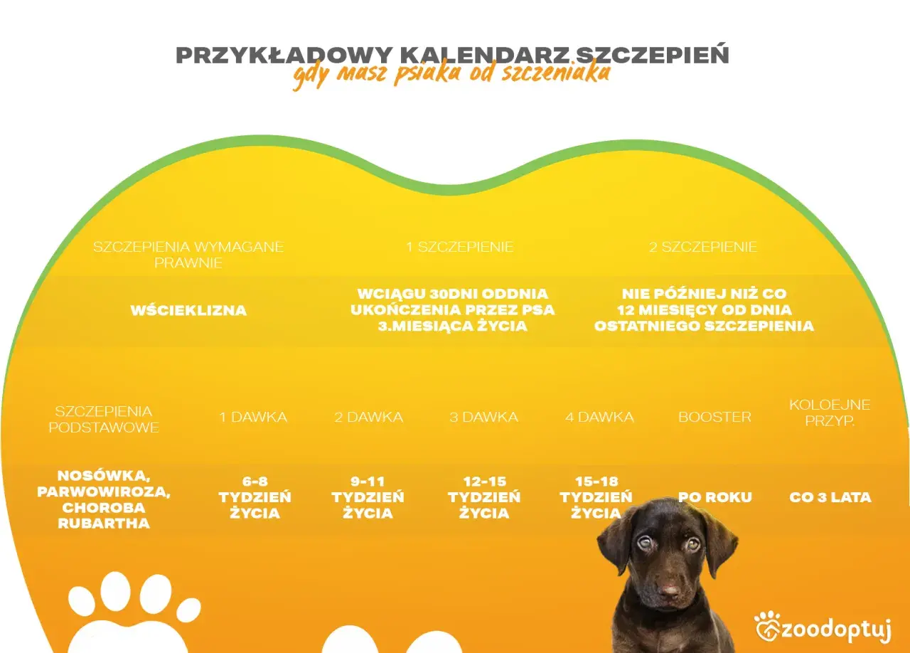 Kalendarz szczepień dla szczeniaka: obowiązkowe, podstawowe i przeciw wściekliźnie. Zapobiegaj chorobom jak parwowiroza.