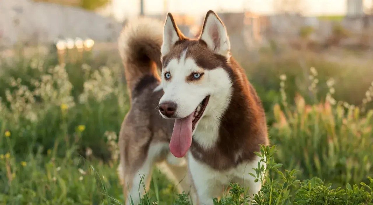 Piękny pies rasy husky, pies hodowany na syberii, z niebieskimi oczami i brązowo-białym futrem, stoi na tle zielonej łąki.
