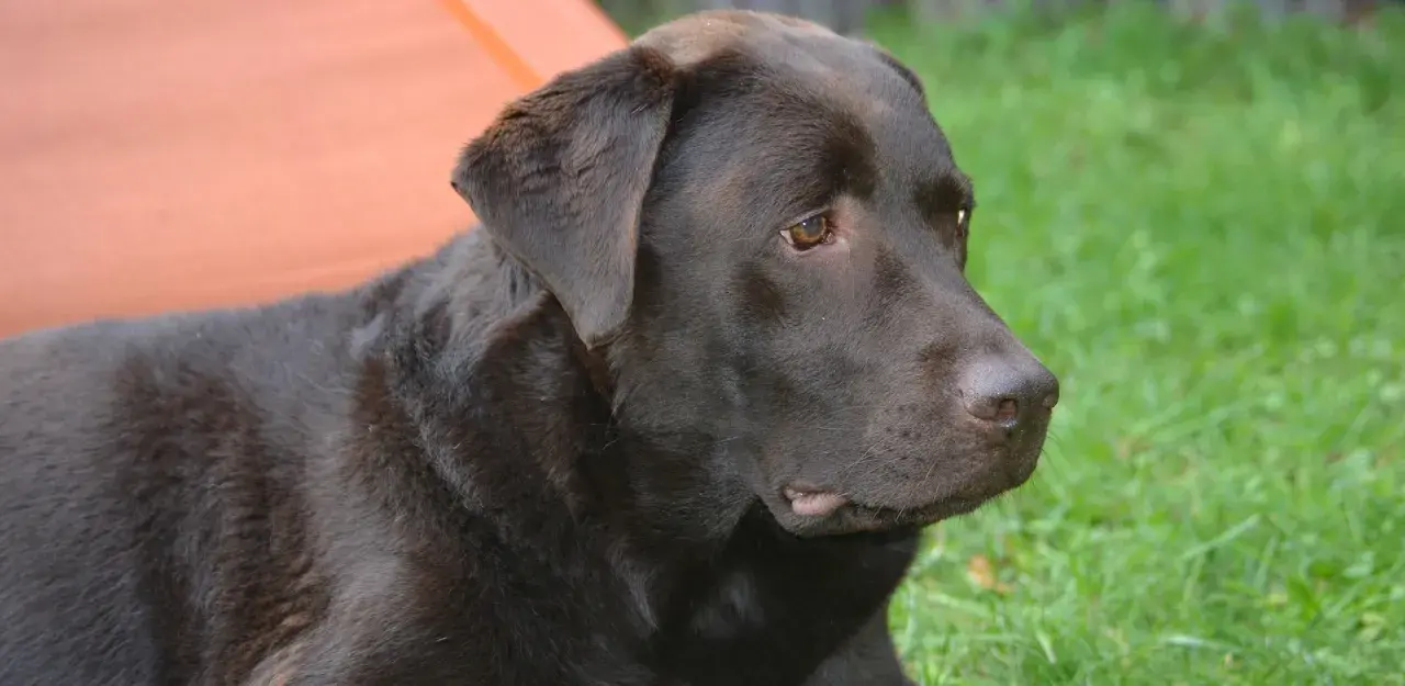 Czekoladowy labrador leży na trawie. Czy labradory są agresywne? Ten łagodny piesek zaprzecza tej teorii.