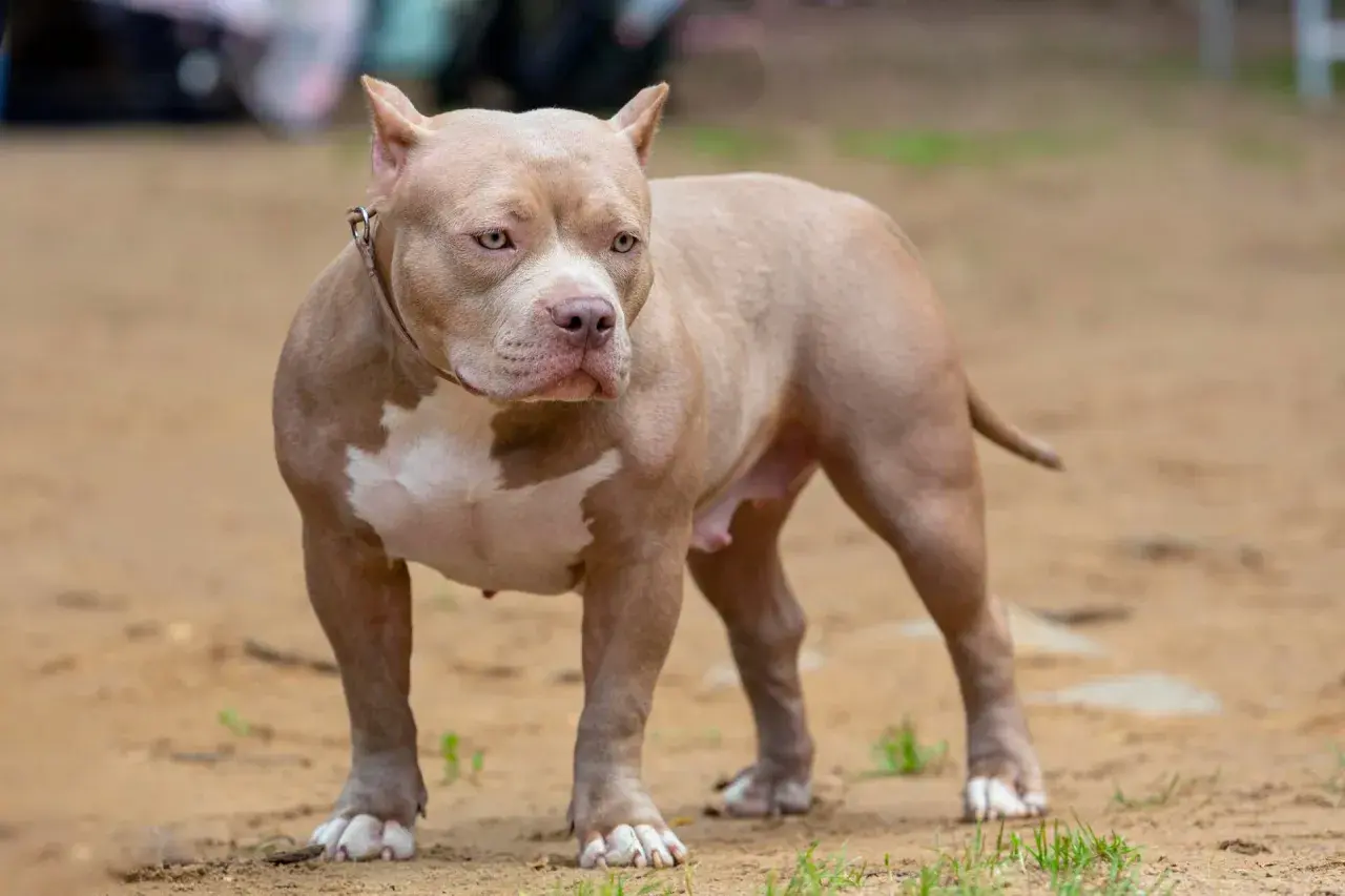 Potężny american bully o beżowym umaszczeniu i białych znaczeniach, z uwagą obserwuje otoczenie. Jego muskularna sylwetka świadczy o sile, a spojrzenie zdradza czujność.