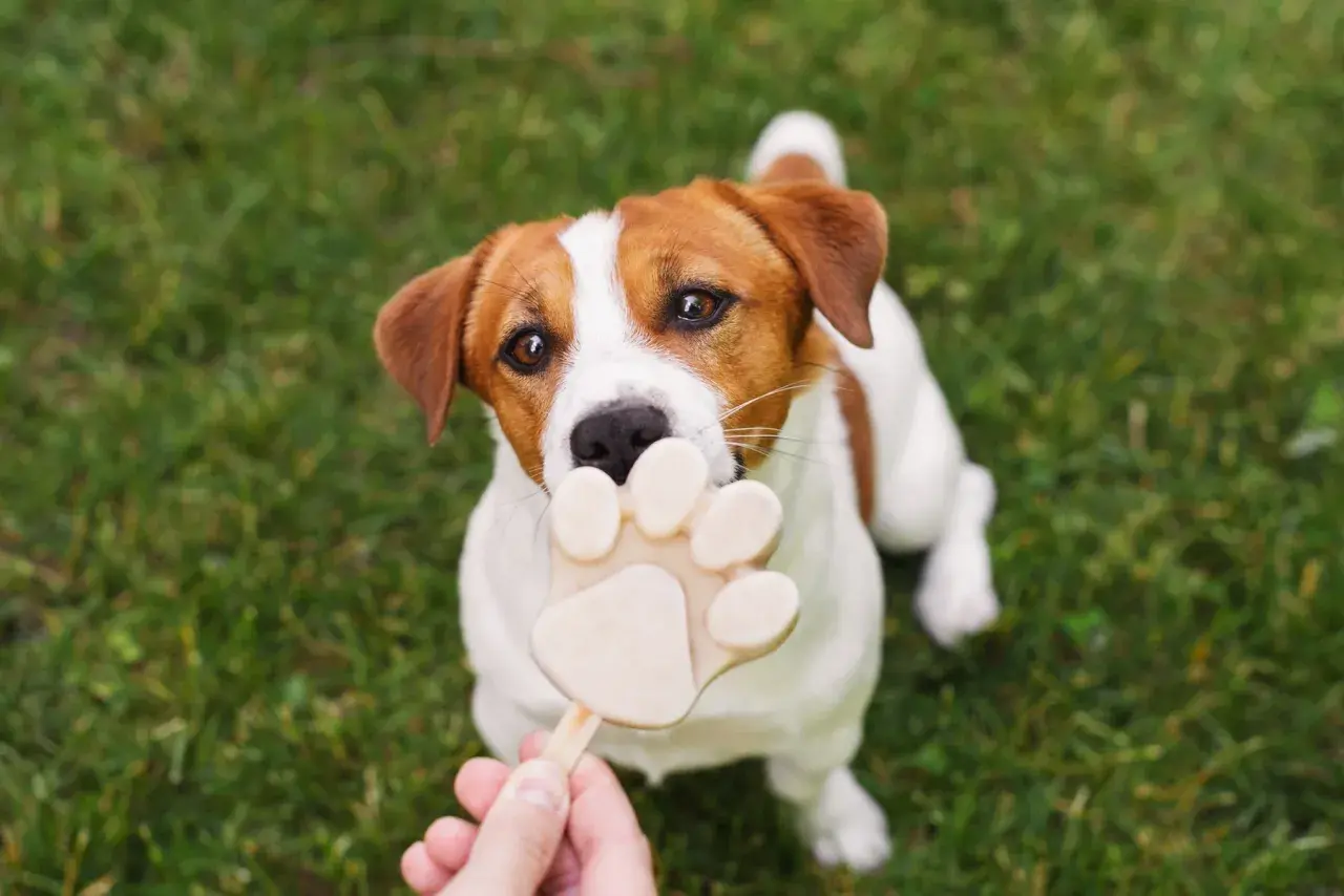 Czy psy mogą jeść lody? Ten uroczy Jack Russell Terrier z pewnością myśli, że tak, gdy próbuje ugryźć lodowy przysmak w kształcie łapki.
