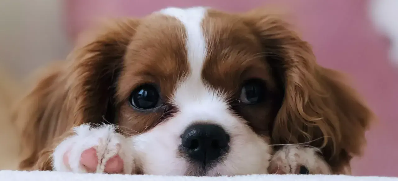 Uroczy Cavalier King Charles Spaniel, jedna z najspokojniejszych ras psów, zapatrzony w obiektyw.
