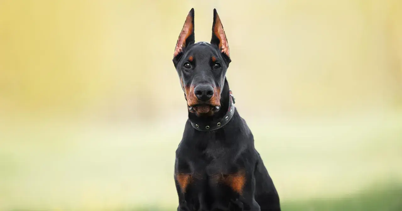 Doberman z postawionymi uszami, które nie są poddane obcinaniu uszu psom.