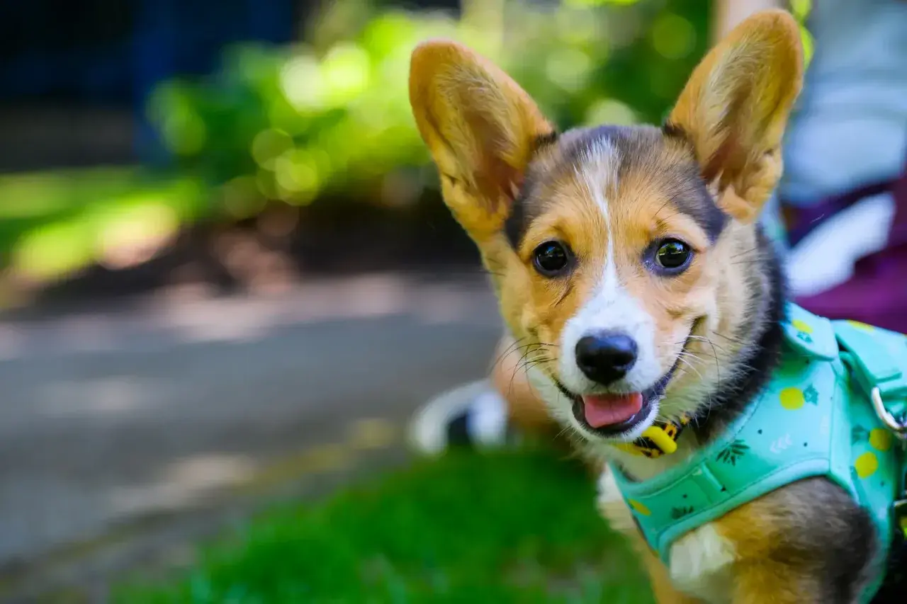 Uśmiechnięty corgi w szelkach z ananasami. Dbałość o jego układ pokarmowy psa to podstawa zdrowia.